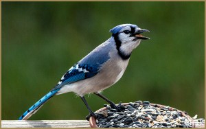 Blue Jay