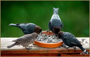 Brown-headed Cowbird