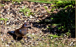 Blue Grosbeak (Male)