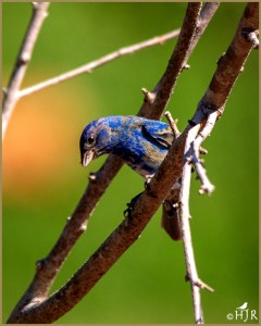 Blue Grosbeak (Male)