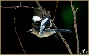 Northern Mockingbird