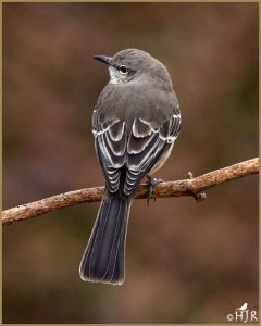Northern Mockingbird