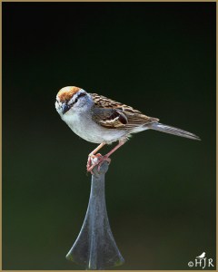 Chipping Sparrow