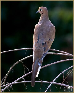 Mourning Dove