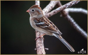 Field Sparrow
