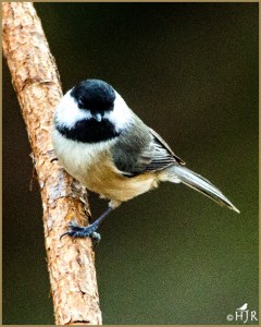 Carolina Chickadee