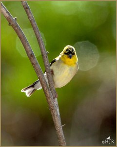 American Goldfinch (Male Non breeding)