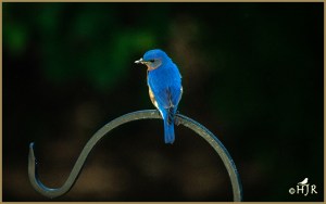Eastern Bluebird (Male)