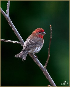 House Finch (Male)