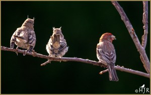 House Finch (M) + Juveniles)