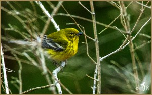 Pine Warbler