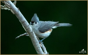 Tufted Titmouse