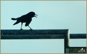 Boat-tailed Grackle (M)
