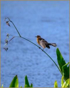 Boat-tailed Grackle (Female)