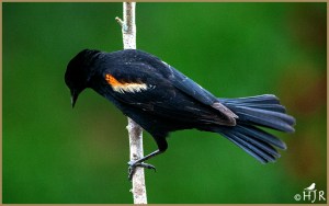 Red-winged Blackbird (Male)