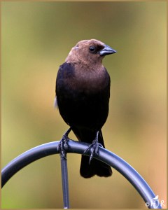 Brown-headed Cowbird (Male)