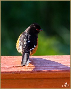 Eastern Towhee (Male)