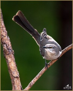 Northern Mockingbird