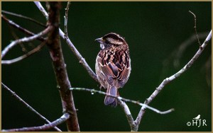 White-throated Sparrow