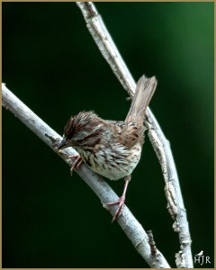 Lincoln’s Sparrow