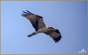 Osprey