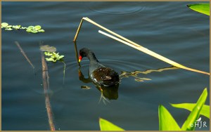 Common Moorhen