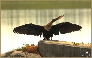 Anhinga (Female)