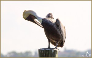 Brown Pelican