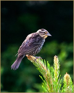 Red-winged Blackbird (Female)
