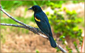 Red-winged Blackbird (Male)