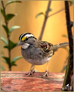 White-throated Sparrow