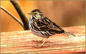 Savannah Sparrow