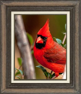 Northern Cardinal (Male)