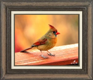 Northern Cardinal (Female)