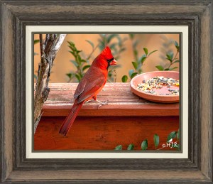 Northern Cardinal (Male)