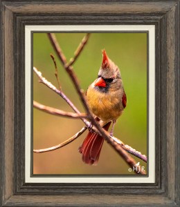 Northern Cardinal (Female)