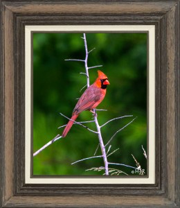 Northern Cardinal (Male)