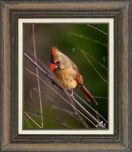 Northern Cardinal (Female)
