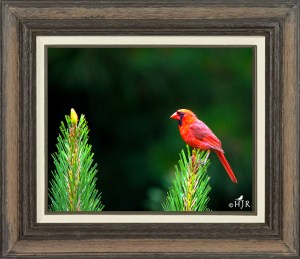 Northern Cardinal (Male)