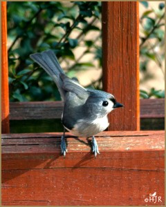 Tufted Titmouse