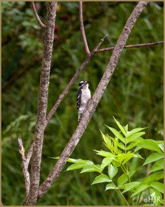 Downy Woodpecker