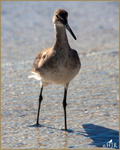 Willet
