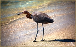 Reddish Egret