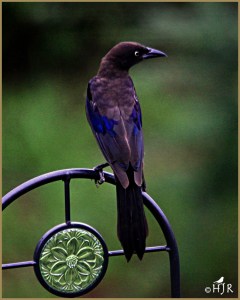 Common Grackle