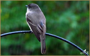 Eastern Phoebe