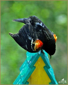 Red-winged Blackbird (Male)