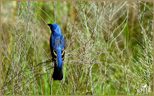 Blue Grosbeak (Male)