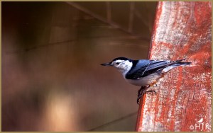 White-breasted Nuthatch