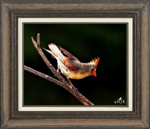 Northern Cardinal (Female)
