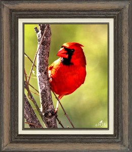 Northern Cardinal (Male)